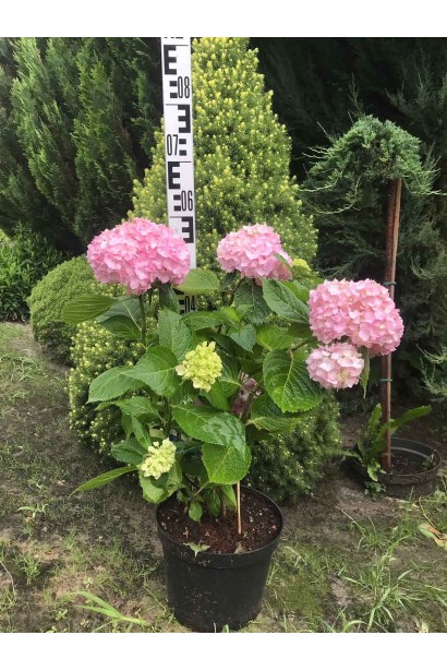 Гортензія садова Ендлесс Саммер Оріджинал - 5л/вис.50-60см/Ø40-50см